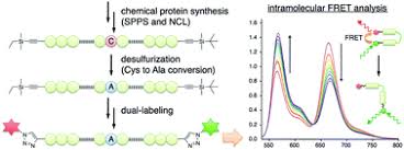 This video explains several reasons why proteins are so important before explaining. Chemical Synthesis Of Dual Labeled Proteins Via Differently Protected Alkynes Enables Intramolecular Fret Analysis Chemical Communications Rsc Publishing