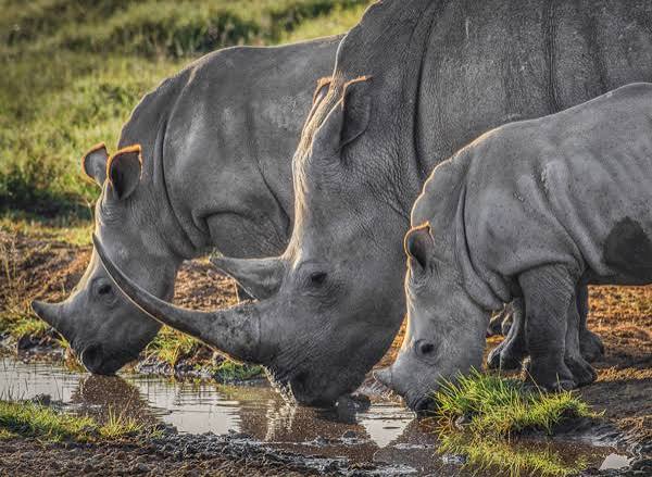 Mkomazi National Park