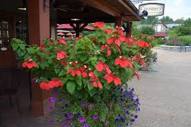 Image result for Mussaenda