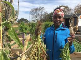 Where is common roots farm in nova scotia? Halifax Newcomers Find A Piece Of Home At Common Roots Urban Farm Cbc News