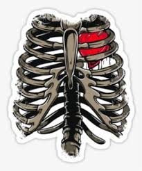 Rib cage human skeleton , rib cage transparent background png clipart. Rib Cage Heart Quot Skeleton Rib Cage Twin Duvet Transparent Png 375x360 Free Download On Nicepng