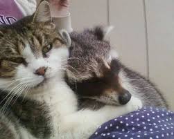 This does not mean that conflict may not arise. Top 10 Wild Animals That Are Most Likely To Attack Pet Cats Cattime Baby Raccoon Barn Cat Raccoon And Cat