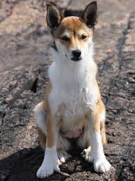 Image result for lundehund