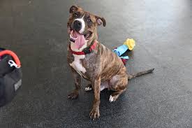 Maybe you would like to learn more about one of these? The Fido Behind Findyourfido Finds A New Home In Maine Aspca