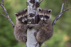 The dogs and cats that are smart enough to keep their distance do fine, the raccoons are only a problem do raccoons eat dogs? The Children S Book That Caused Japan S Raccoon Problem Smart News Smithsonian Magazine