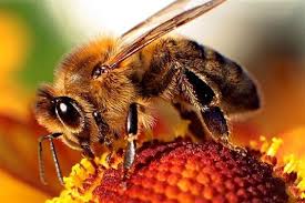 Like wasps, they might accidentally kill a male mosquito from time to time in. Is Eating Honey Ethical