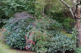 Au Jardin Du Nord Le Fuchsia Magellanica 39 Ricartonii 39 Le Fuschia De Magellan Arbustif Rouge Est Le Plus Rustique Et Le Plus Vi Viburnum Plants Garden