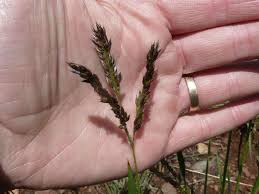 Image result for Alloteropsis semialata