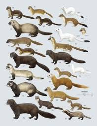 Family Mustelidae Weasels And Relatives Animals Wild Animals Mammals