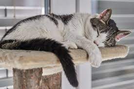 سبب استفراغ القطط وماذا تفعل مع قطتك بعد التقيؤ ق ط وات