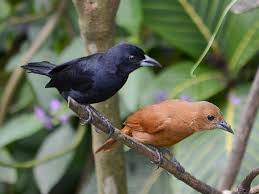 Common Garden Birds Of South Africa Photos Pin On Passaros