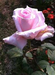 We did not find results for: Pin Di Belak Flowers Wilmington De Su 1 A File General Fiori Piante Foglie