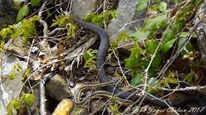 A Pair Of Northern Water Snakes And Eastern Garter Snake On The Move Over Talus With Creeping Jenny And Poison Ivy Vine Poison Ivy Vine Creeping Jenny Ivy Vine