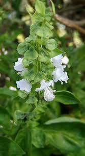 Image result for Ocimum fimbriatum
