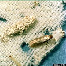 They lay their eggs on animal fibers, like wool, which, when the eggs hatch, serve as sources of food for the larvae. How To Get Rid Of Clothes Moths And Prevent Them In Future Houzz Nz