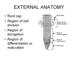 The most basic type of division is other cells might be specialized for growth such as meristematic tissue in plants' root and shoot tips. The Plant Body Roots In Flowering Plants Online Presentation