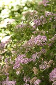 Image result for Spiraea japonica ´Little Princess
