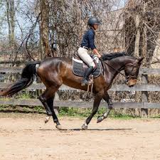 Pin On Equestrian Lifestyle