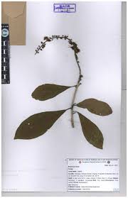 Image result for Lecythidaceae