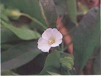 Image result for Aniseia martinicensis