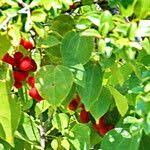 Image result for Agelaea pentagyna