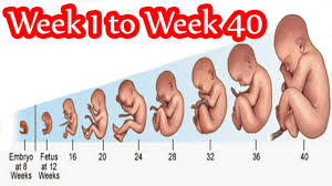 High Quality Baby Size Chart Week By Week Pregnancy Baby
