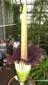 In den botanischen gärten bonn werden über 10.000 pflanzenarten kultiviert. Botanik Grosste Blume Der Welt Bluht In Bonn Der Spiegel