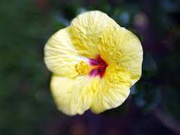 Order it to accompany your tropical gift. Hawaiian Flowers Found On Maui All That Flowers In Hawaii