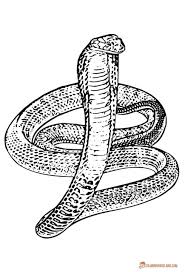 Snake Coloring Pages Free Downloadable And Printable Sheets Snake Coloring Pages Animal Coloring Pages Coloring Pages