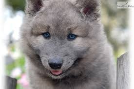 Explore 77 listings for wolf puppies for sale uk at best prices. Wolf Puppies For Sale Near Me Petswall