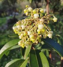 Image result for Andrachne