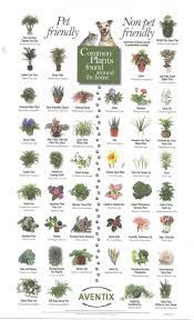 Pet Friendly And Not So Pet Friendly House Plants Plants Poisonous Plants Indoor Plants