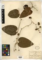 Image result for Smilacaceae