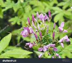 Image result for Cleome gynandra