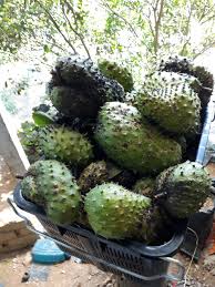 Cara pendebungaan bunga durian belanda / sirsak. Projek Durian Belanda Beitrage Facebook