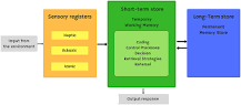 Frontiers | The Neuroanatomical, Neurophysiological and ...