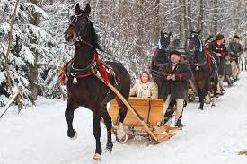 British Poles - Kulig (sleigh rides) is an old Polish winter tradition  dating back to the days of the szlachta (nobility). The kulig was a sleigh  ride party organized among the Polish