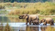 Image result for royal chitwan national park
