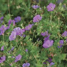 Geranium wallichianum x himalayense 'rozanne' pbr. Rozanne Geranium Finegardening