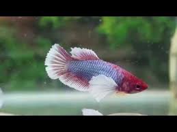 Tap water can be used for as long as it is correctly prepared. Betta Dumbo Ear Female Youtube