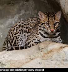 May 31, 2018 · animals beginning with o: Animals That Start With O