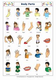 Image result for body parts for kids