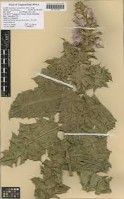 Image result for Acanthus polystachyus