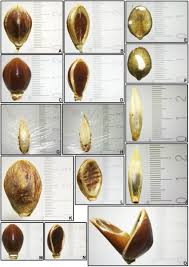 Image result for Paspalum plicatulum