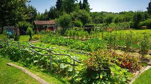 Oekologisch Gaertnern Der Weg Zum Eigenen Bio Garten Traumgarten Garten Gartenbau