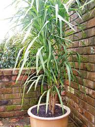 Image result for Cordyline stricta