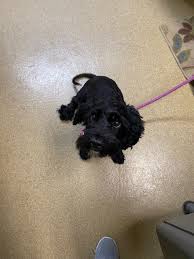 Northwoods Humane Society