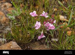 Image result for Graderia