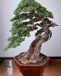We did not find results for: Best Bonsai Trees In The World Bonsais Bonsai Genievre Bonsai