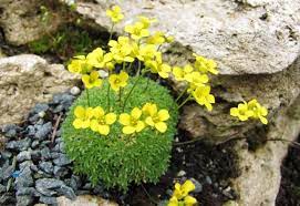 Draba Rigida Rock Garden Plants Rock Plants Alpine Flowers